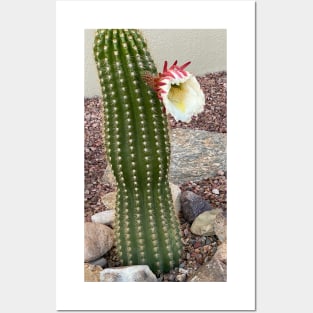 Cactus Flower Posters and Art